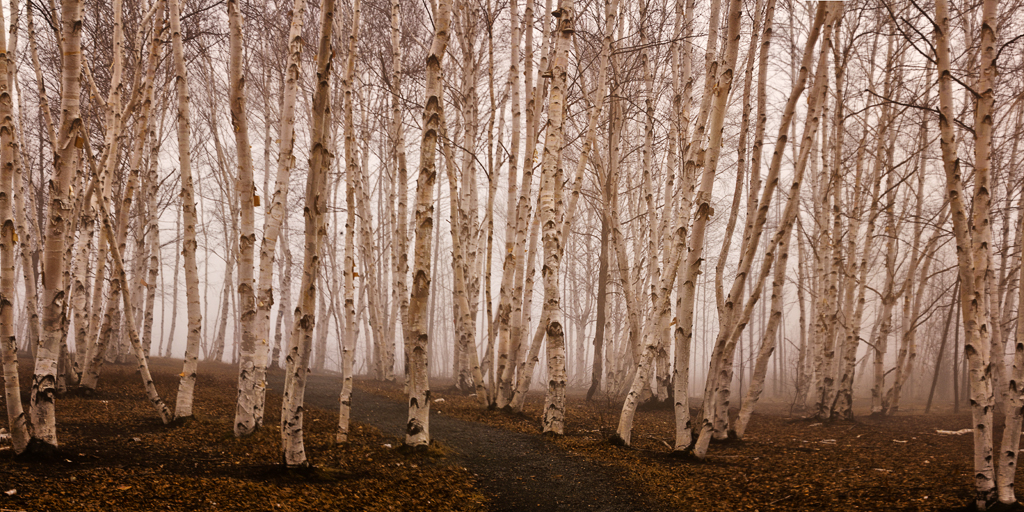 Birch grove. Берёзы туман 16:9. Березовая роща гиф картинки. A.Kundji Birch Grove.
